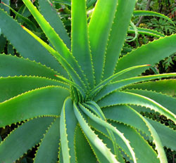 Aloes uzbrojony